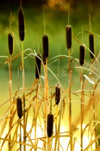 Close-up Countryside Environment