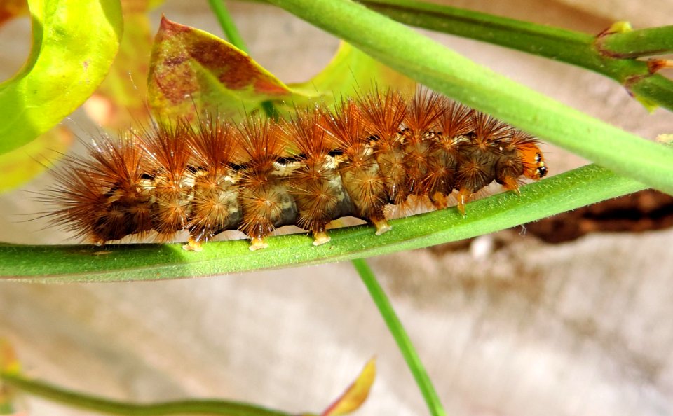Animal Biology Bug