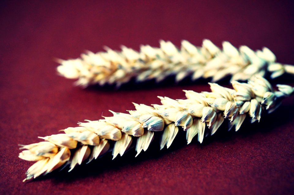 Agriculture Barley Close-up