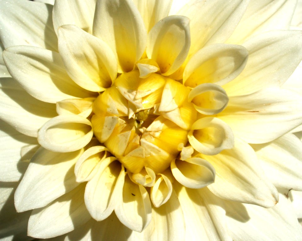 Bloom Blooming Blossom
