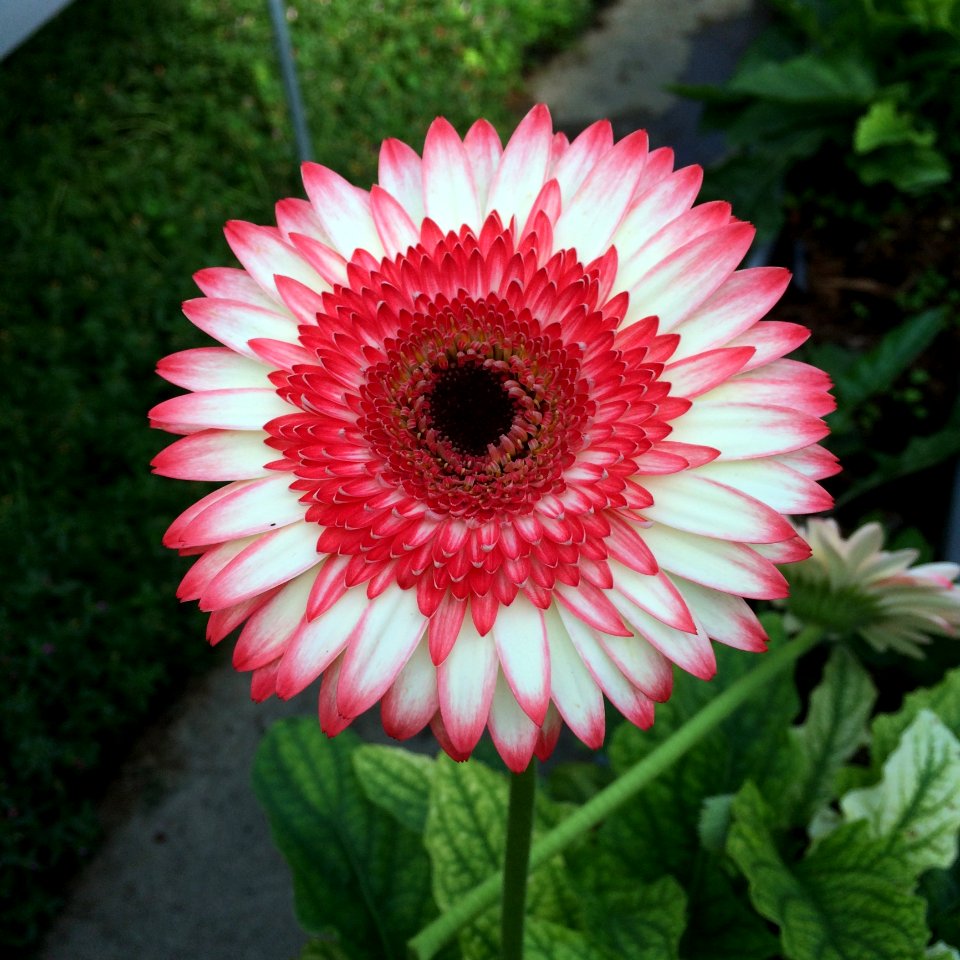 Beautiful Bloom Blooming