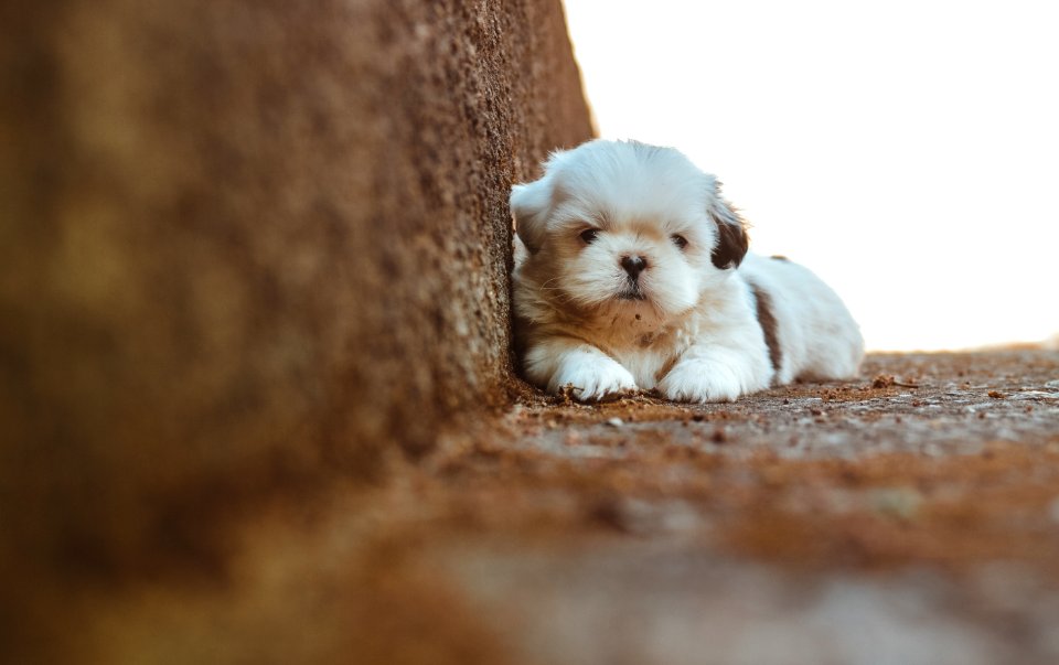 Adorable Animal Close-up