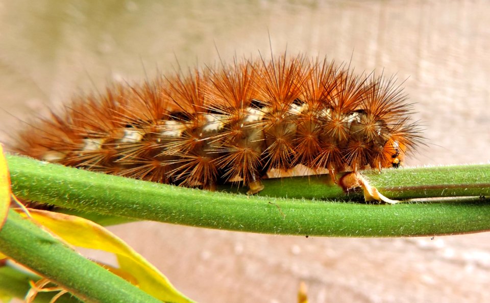 Animal Bug Caterpillar