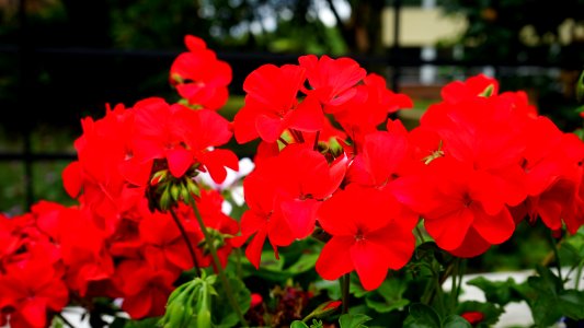 Beautiful Bloom Blooming photo