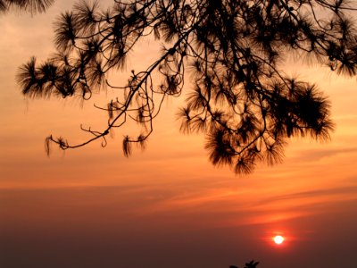 Backlit Branch Dawn