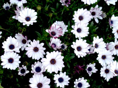 Bloom Blossom Doi