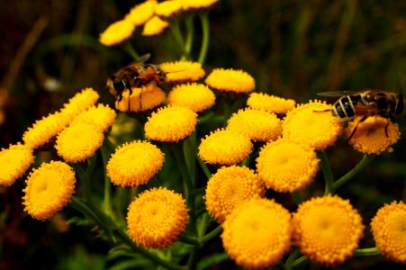 Animal Bees Bloom