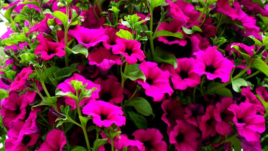 Beautiful Bloom Blooming