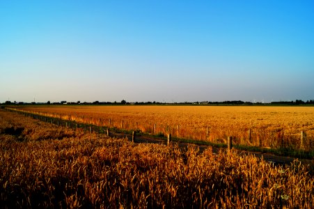 Agriculture Cereal Corn photo