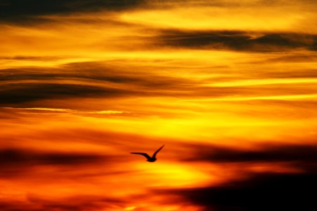 Backlit Bird Clouds photo