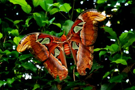 Photo Of Red And Yellow Butterfly During Daytime