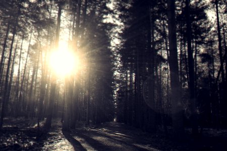 Dark Dawn Dirt