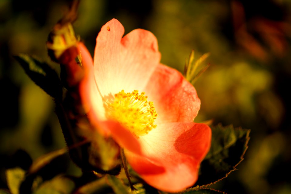 Beautiful Bloom Blooming