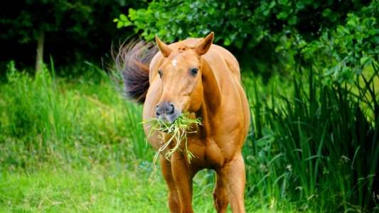 Agriculture Animal Brown photo