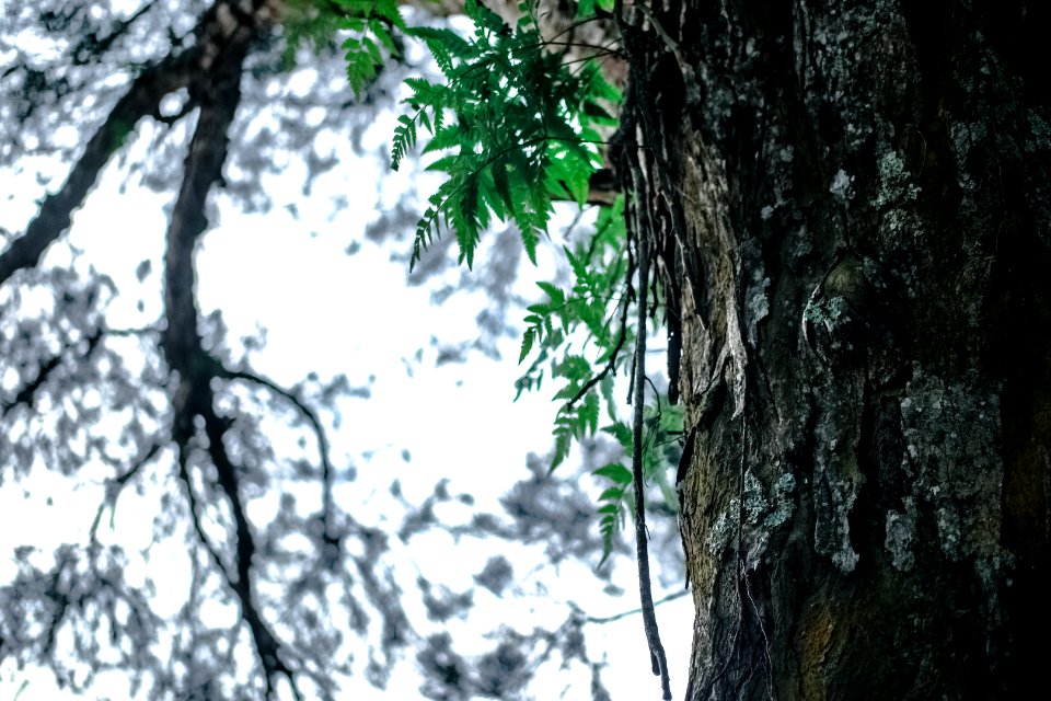 Bark Branches Close