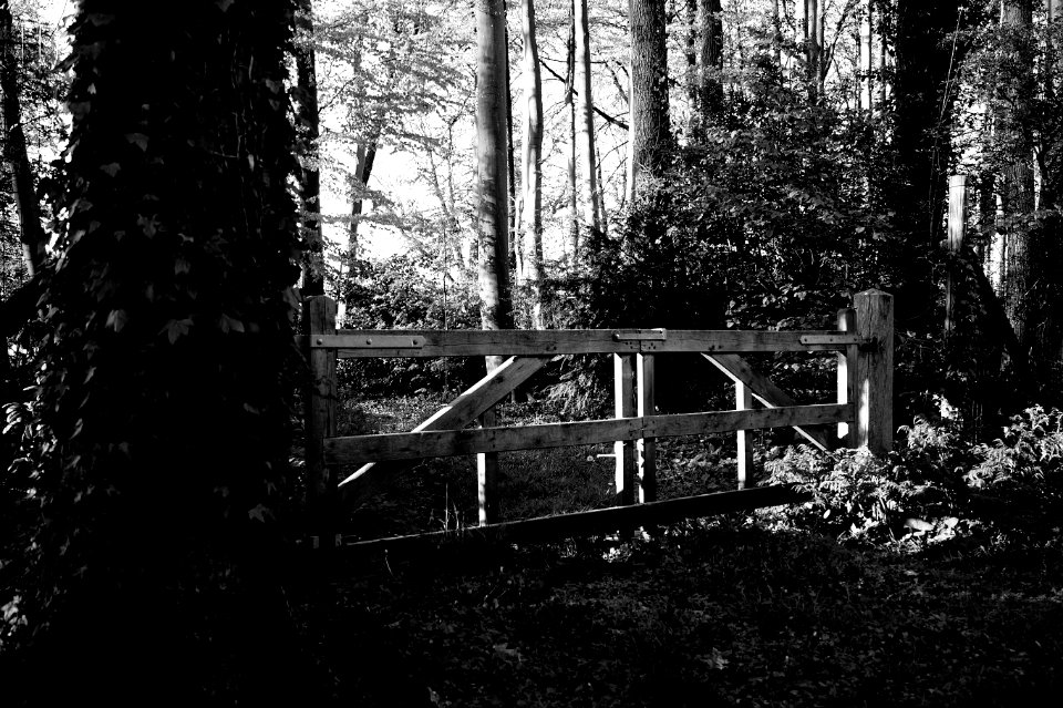 Black-and-white Daylight Eerie