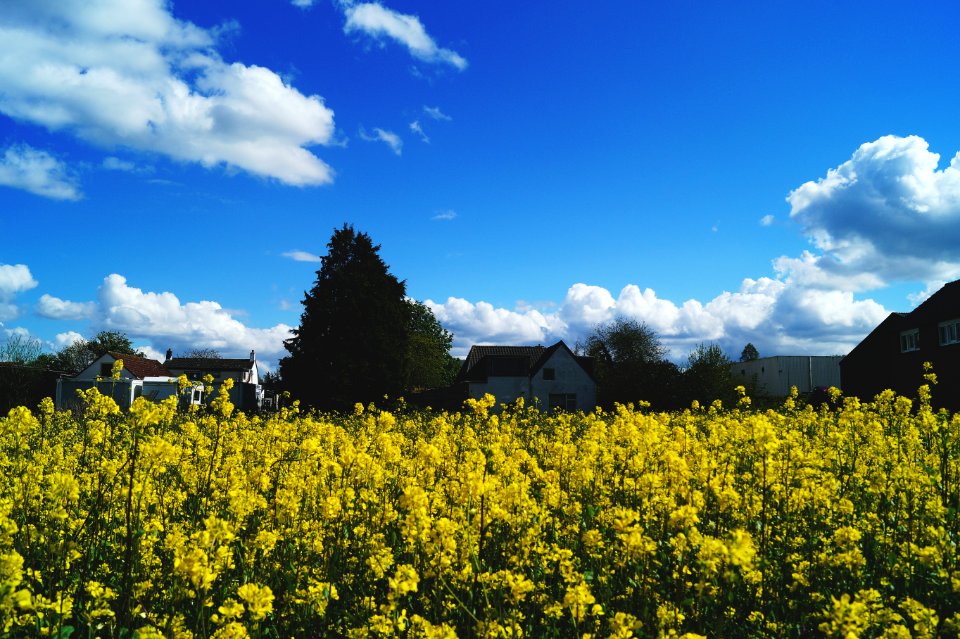Agriculture Blue Sky