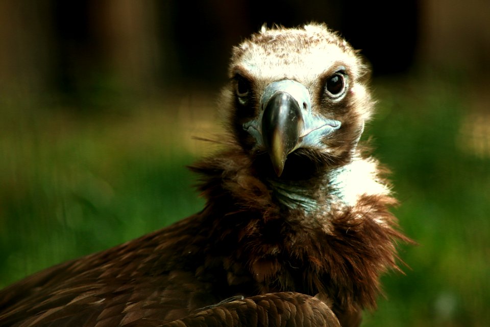Brown And Grey Bird Surrounded Green Field