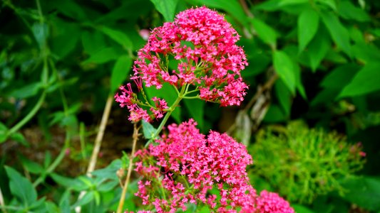 Beautiful Bloom Blooming