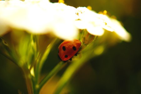 Beetle Blur Bright