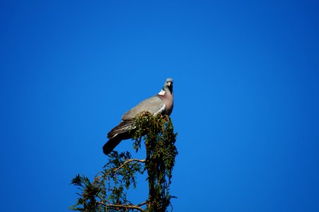 Animal Avian Beak photo