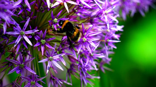 Animal Bee Bloom photo