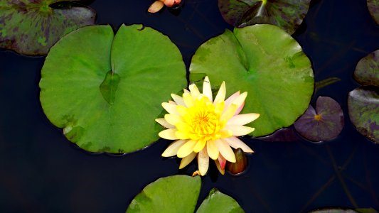 Aquatic Plant Bloom