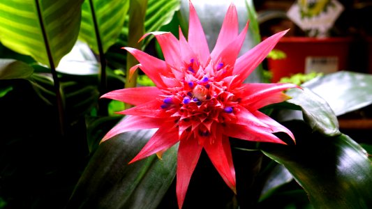 Beautiful Bloom Blooming