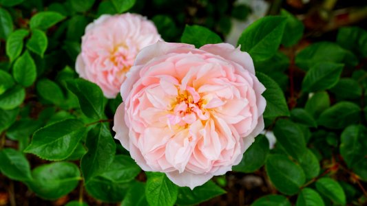 Beautiful Bloom Blooming