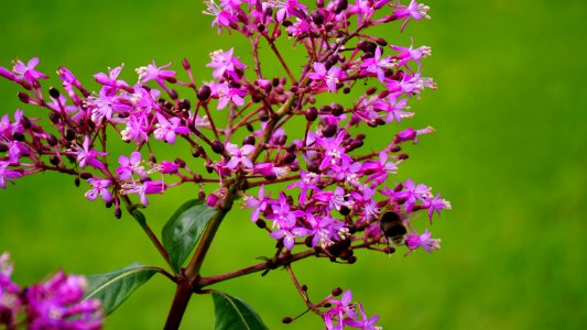 Beautiful Bloom Blooming