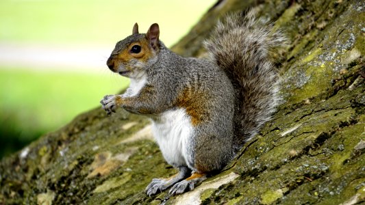 Adorable Animal Autumn