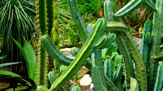 Botanical Cactus Close-up