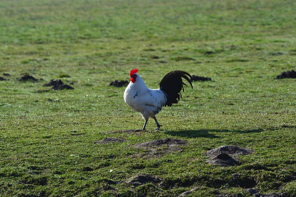 Geglügel cockscomb poultry