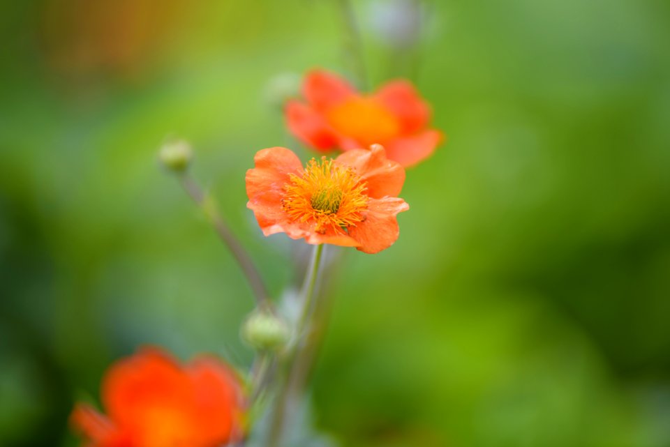 Beauty Blooming Blur photo