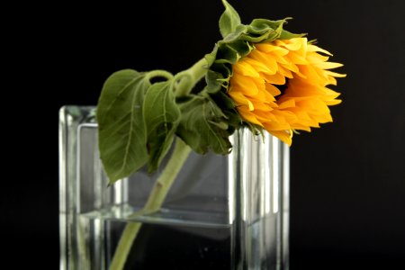 Sunflower In Clear Glass Vase With Water photo