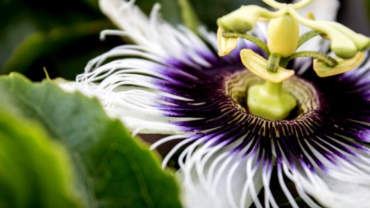 Beautiful Bloom Blooming