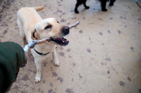 Animals Canine Close-up photo