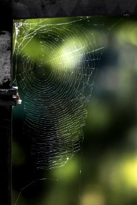 Spider Web Water Close Up Macro Photography photo