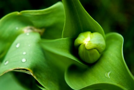 Flora Plant Leaf Close Up