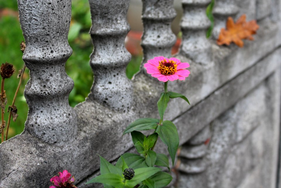 Flower Flora Plant Leaf