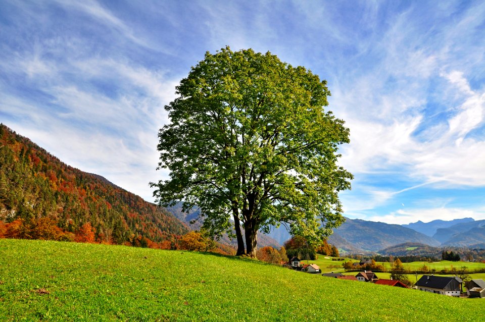 Sky Tree Nature Grassland