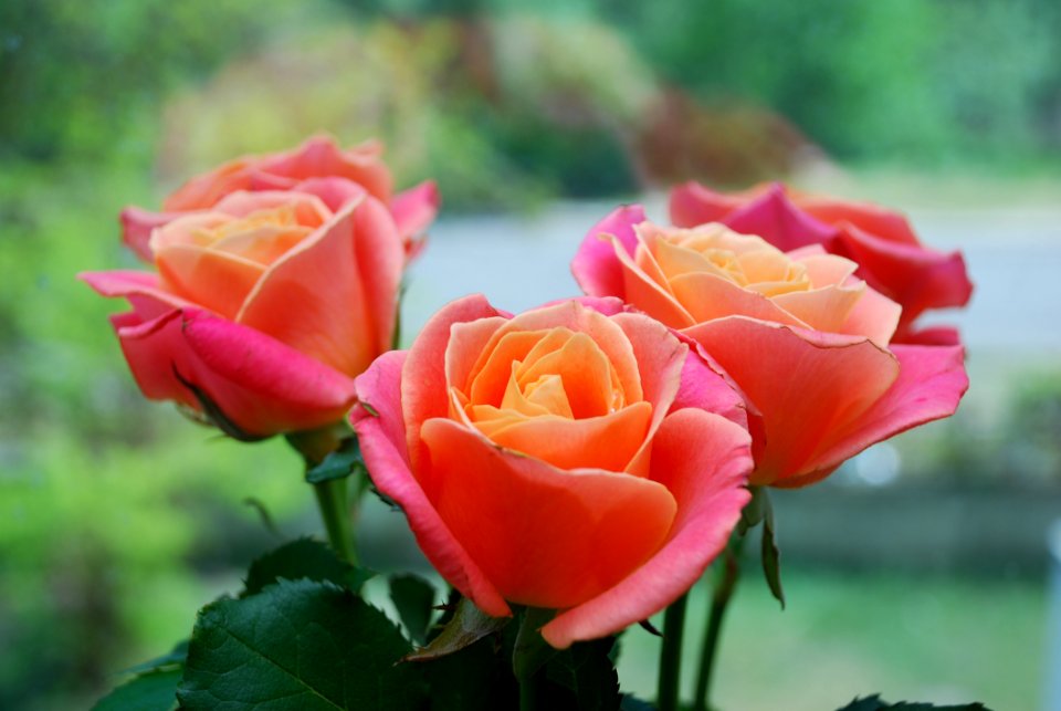 Rose Flower Rose Family Garden Roses