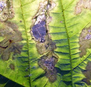 Leaf Vegetation Fauna Organism