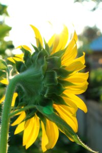 Sunflower Flower Yellow Plant