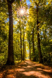 Nature Woodland Forest Ecosystem photo