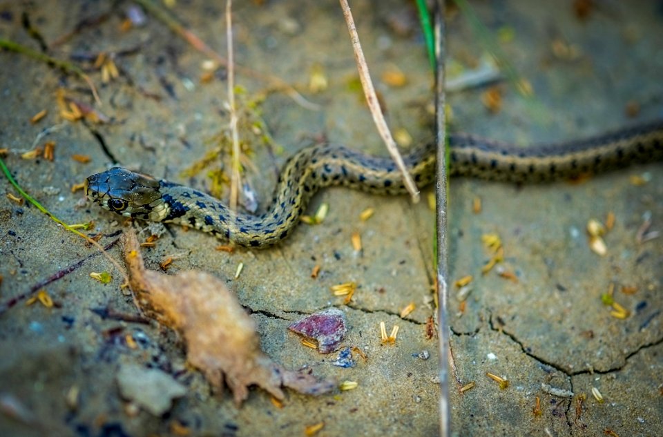 Fauna Reptile Scaled Reptile Serpent
