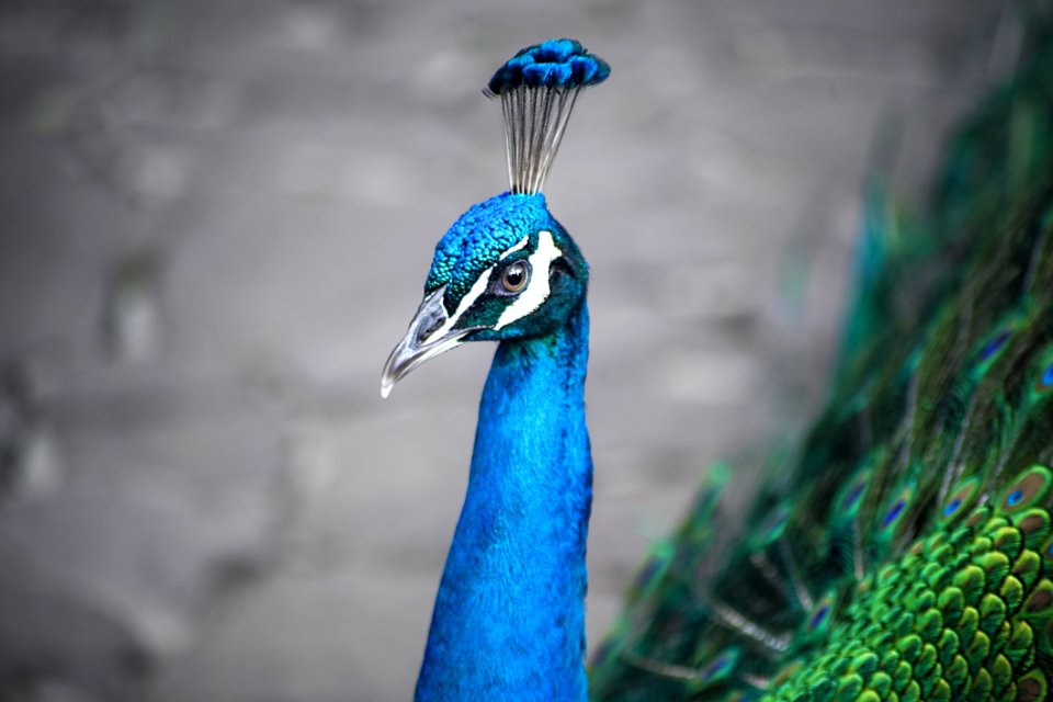 Bird Beak Feather Peafowl photo