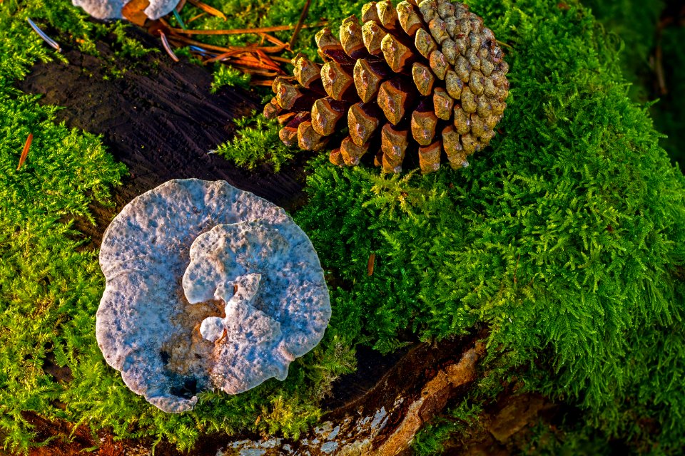 Fungus Edible Mushroom Medicinal Mushroom Tree photo