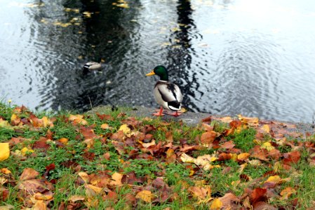 Bird Fauna Nature Reserve Water