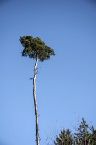 Sky Tree Woody Plant Vegetation photo